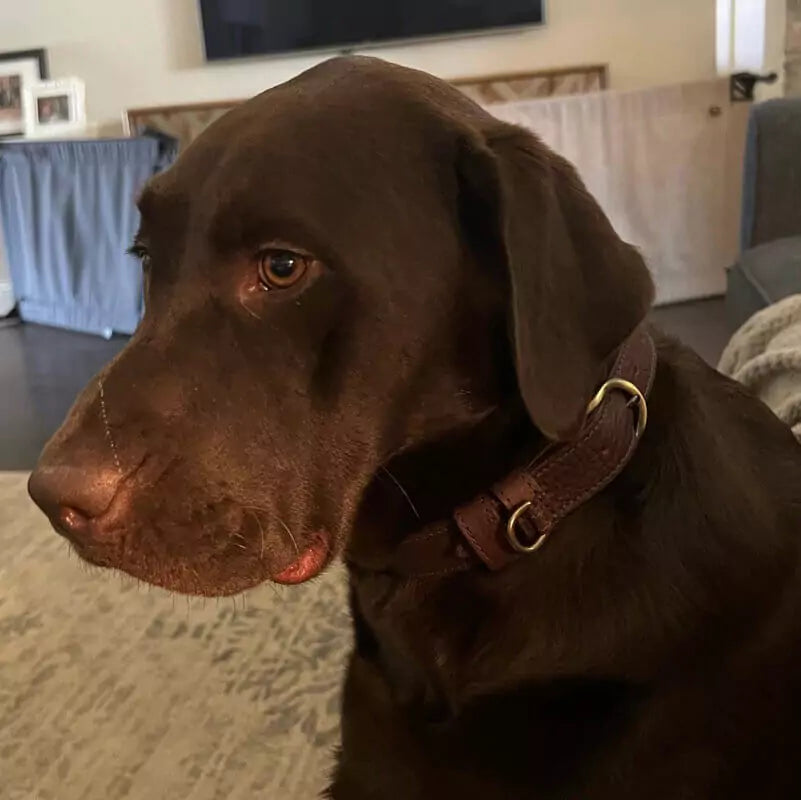 Campaign Leather Dog Collar-Hunting & Outdoor > Pet Collar & Leash > Leather-Smoke-Mission Mercantile Leather Goods